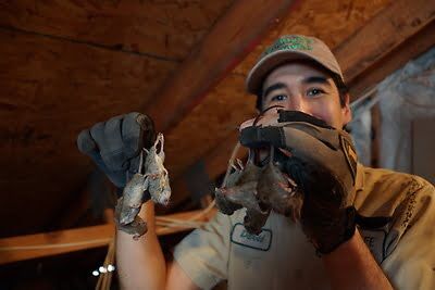 mouse trapping